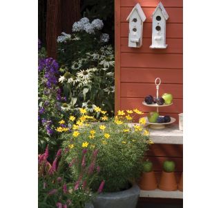 TRAJNICA VOLMARY AMERIŠKI SLAMNIK L19 ECHINACEA PURPUREA MIX