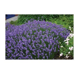 TRAJNICA VOLMARY LAVANDULA ANGUSTIFOLIA 12 HIDCOTE BLUE