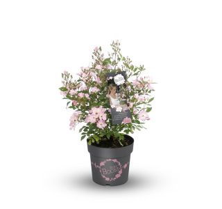 VRTNICA VRTNICA ROSY BOOM L23