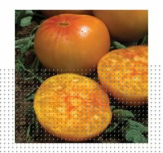 VRTNINA DOBRO & ZDRAVO CEPLJEN PARADIŽNIK ANANAS