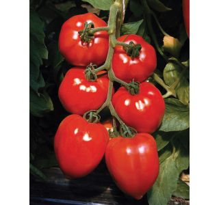 VRTNINA DOBRO & ZDRAVO CEPLJENI PARADIŽNIK FLEURETTE