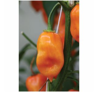 VRTNINA DOBRO & ZDRAVO ČILI ORANGE FIRE