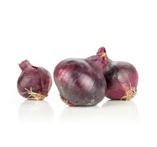 VRTNINA L'ORTO FRUTTIFERO RDEČA ČEBULA 9/1 DI MILANO KULTIPAK