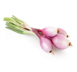 VRTNINA L'ORTO FRUTTIFERO RDEČA ČEBULA 9/1 TROPEANA DOLGA KULTIPAK
