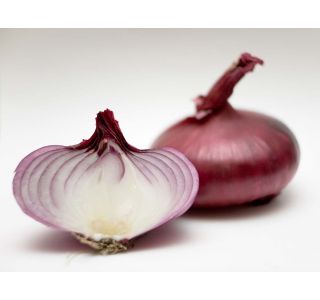 VRTNINA L'ORTO FRUTTIFERO RDEČA ČEBULA 9/1 VER.DI FIRENZE KULTIPAK