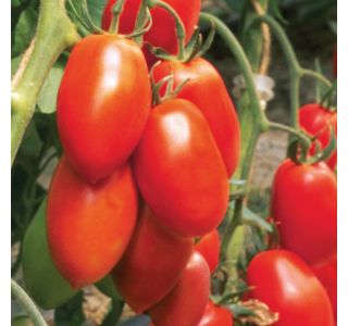 VRTNINA VOLMARY CEPLJEN PARADIŽNIK RED