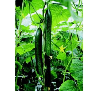 VRTNINA VOLMARY CEPLJENE KUMARE 12 CM DOMINICA