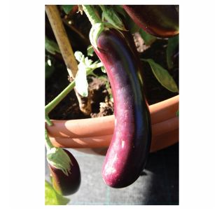 VRTNINA VOLMARY CEPLJENE MELANCANE FASELIS F1 LONEC 12 CM