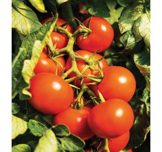 VRTNINA VOLMARY CEPLJENI PARADIŽNIK 12 CM CAMPOS