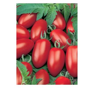 VRTNINA VOLMARY CEPLJENI PARADIŽNIK CAPRESE F1 LONEC 12 CM