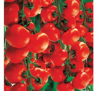VRTNINA VOLMARY CEPLJENI PARADIŽNIK RED F1