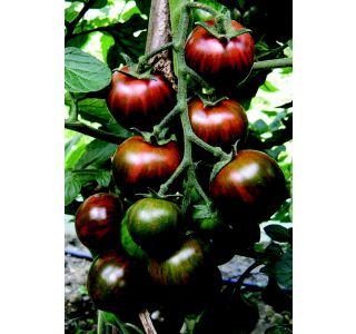 VRTNINA VOLMARY CEPLJENI PARADIŽNIK ZEBRINO F1 LONEC 12 CM