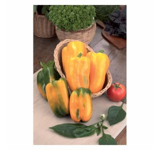 VRTNINA VOLMARY PAPRIKA MARIBEL F1 12 CM