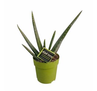 ZELENA RASTLINA ALOE VERA MEDICAL