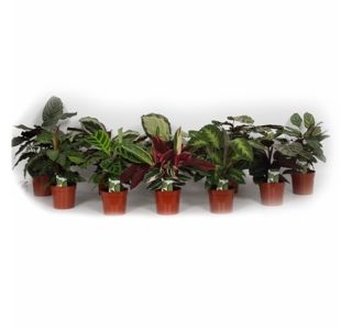 ZELENA RASTLINA CALATHEA MIX