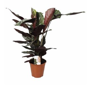 ZELENA RASTLINA CALATHEA ORNATA SANDERIANA