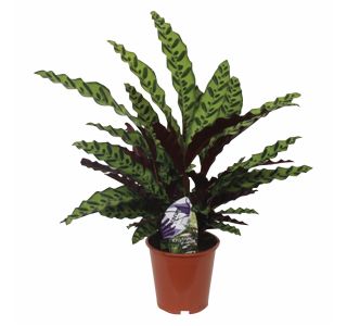 ZELENA RASTLINA CALATHEA RUFIBARBA WAVESTAR