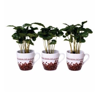 ZELENA RASTLINA COFFEA ARABICA V SKODELIC I