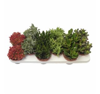 ZELENA RASTLINA CRASSULA MIX