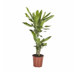 ZELENA RASTLINA DRACAENA FRAGRANS GOLD DREAM
