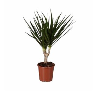 ZELENA RASTLINA DRACAENA MARGINATA