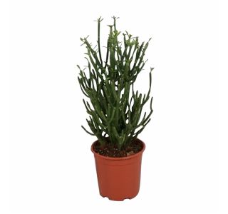 ZELENA RASTLINA EUPHORBIA TIRUCALLI