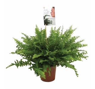 ZELENA RASTLINA NEPHROLEPIS BOSTON