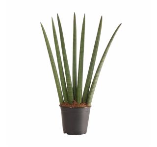 ZELENA RASTLINA SANSEVERIA CYLINDRICA