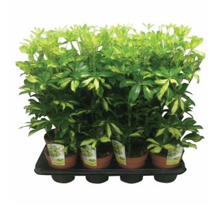 ZELENA RASTLINA SCHEFFLERA GERDA