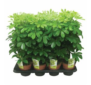 ZELENA RASTLINA SCHEFFLERA NORA