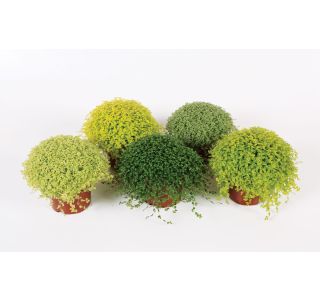 ZELENA RASTLINA SOLEIROLIA MIX