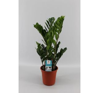 ZELENA RASTLINA ZAMIOCULCAS ZAMIIFOLIA