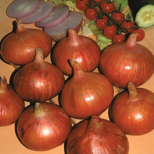 ČEBULČEK HOLLAND BULB MARKET ČEBULČEK ROSANNA 500G