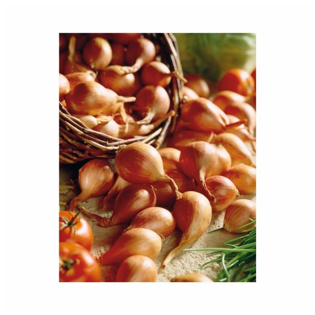 ČEBULČEK HOLLAND BULB MARKET ŠALOTKA GOLDEN GOURMET 500G