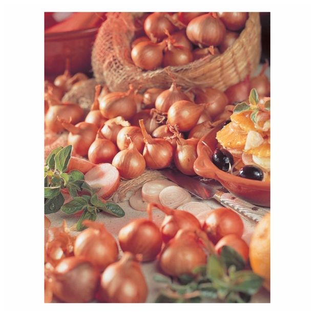 ČEBULČEK HOLLAND BULB MARKET ŠALOTKA REDSUN 500G