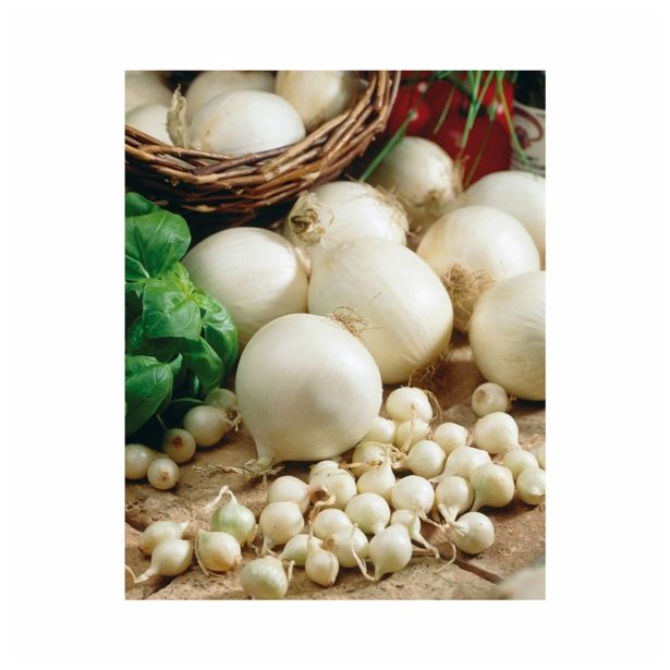 ČEBULČEK HOLLAND BULB MARKET SNOWBALL 500G