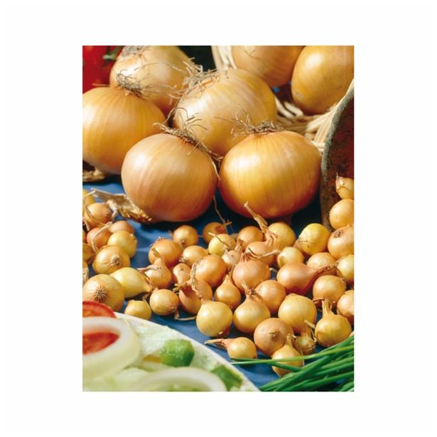ČEBULČEK HOLLAND BULB MARKET STUTTGARTER 500G