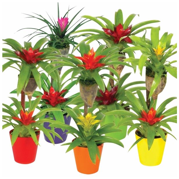 CVETOČA RASTLINA BROMELIA MIX