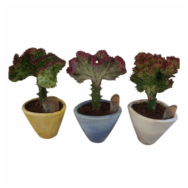 KAKTUS EUPHORBIA LACTEA V OKRASNEM LONCU