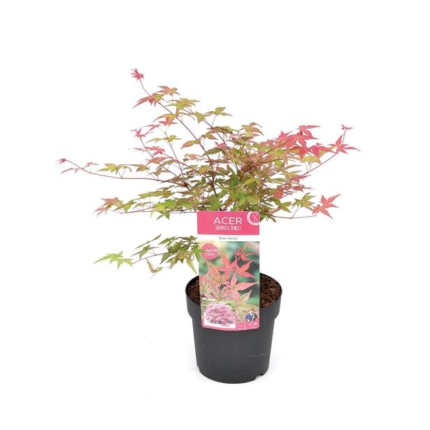 LISTAVEC ACER PALMATUM BENI-MAIKO
