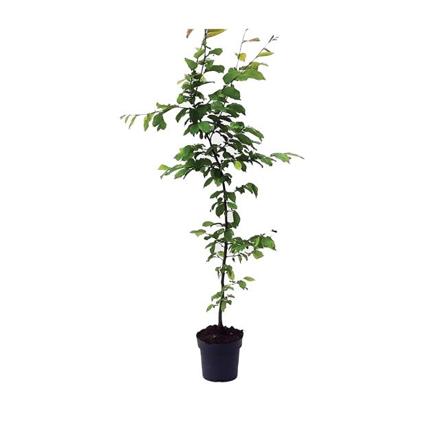 LISTAVEC BELI GABER