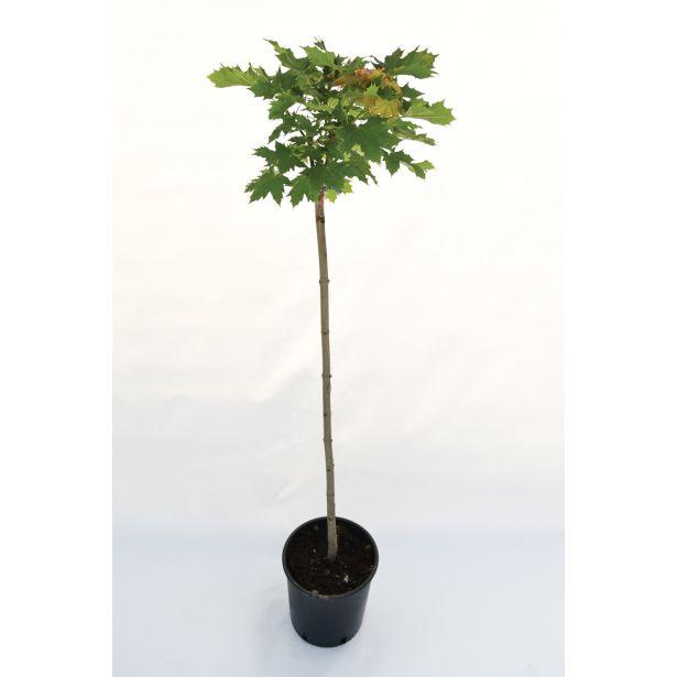 LISTAVEC OSTROLISTNI JAVOR 'GLOBOSUM' L24