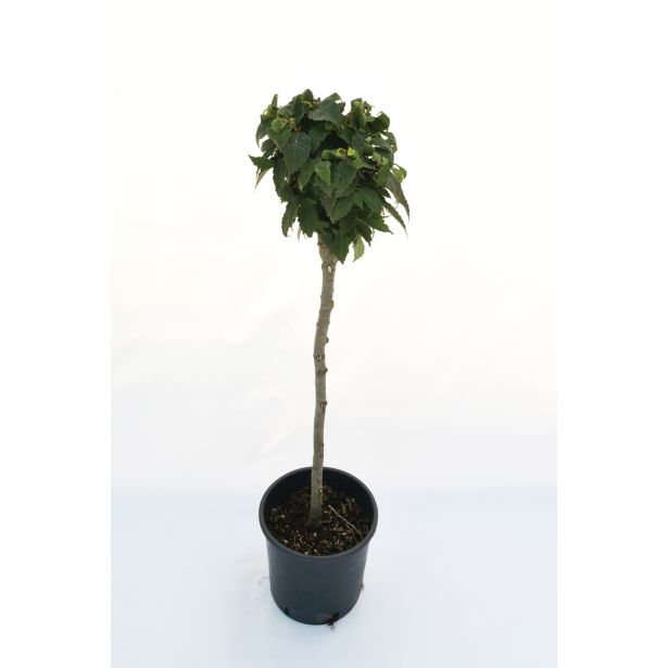 LISTAVEC ZELKOVA 'GOBLIN' L22