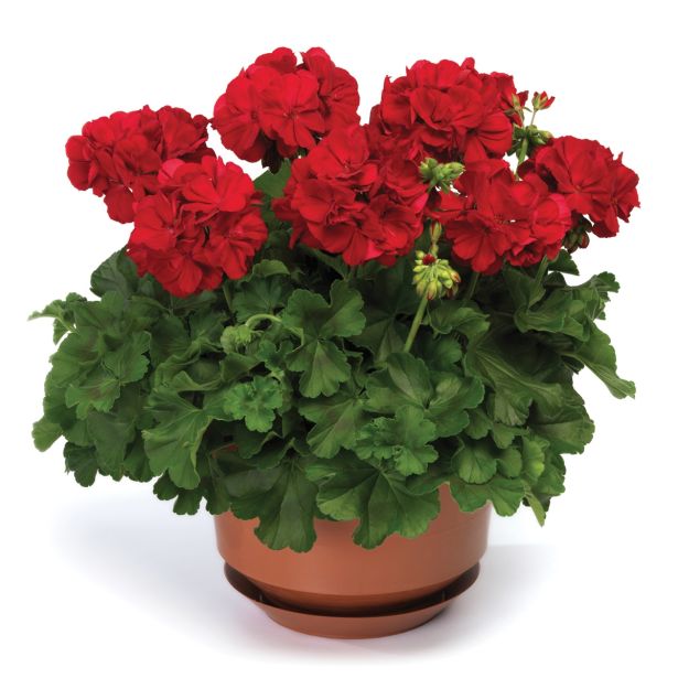 PELARGONIJA VOLMARY CALLIOPE DARK RED SUMMER LOVERS
