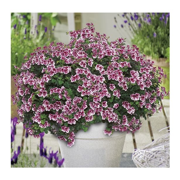 PELARGONIJA VOLMARY PELARGONIJA ANGELEYES MIX