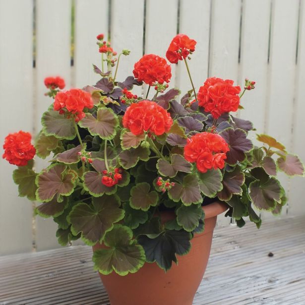 PELARGONIJA VOLMARY PELGON.ZONALE PELARDINI PISANOLISTNA GERANIJA L12