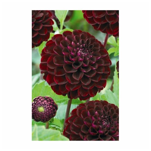 POLETI CVETOČA ČEBULICA HOLLAND BULB MARKET DALIJA BALL DARK SPIRIT