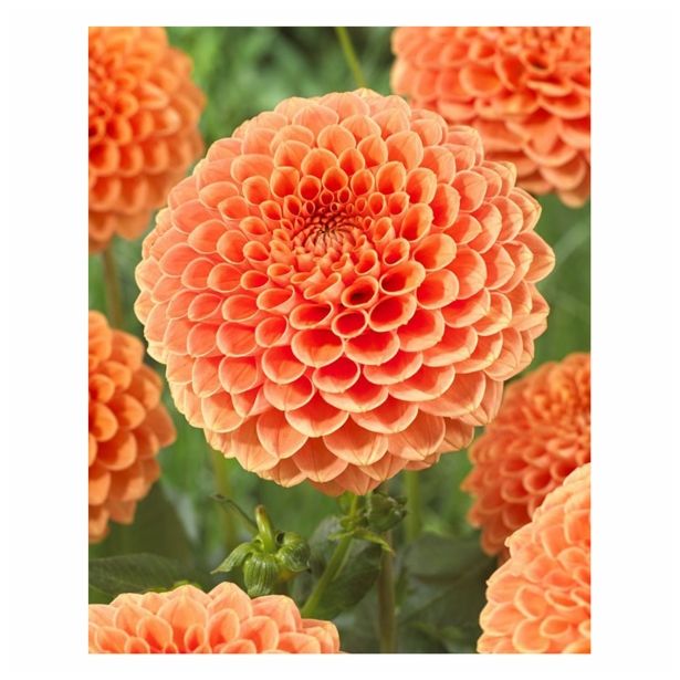 POLETI CVETOČA ČEBULICA HOLLAND BULB MARKET DALIJA BALL JOWEY NICKY