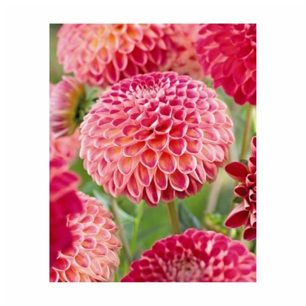 POLETI CVETOČA ČEBULICA HOLLAND BULB MARKET DALIJA BALL KENORA FIREBALL