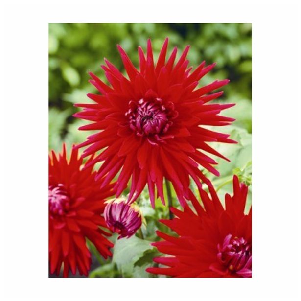 POLETI CVETOČA ČEBULICA HOLLAND BULB MARKET DALIJA CACTUS RED MARJORETTE